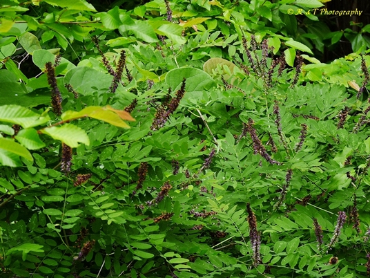 {Amorpha fruticosa}